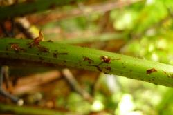 Pneumatopteris pennigera. Ovate, pale brown stipe scales.  
 Image: L.R. Perrie © Te Papa 2011 CC BY-NC 3.0 NZ